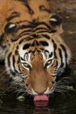 Trinkender Tiger