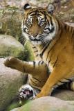 Tigermutter mit Kind