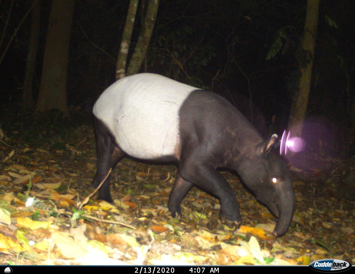 Kamerafallenbild Tapir