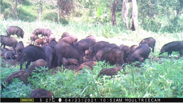 Wild boars