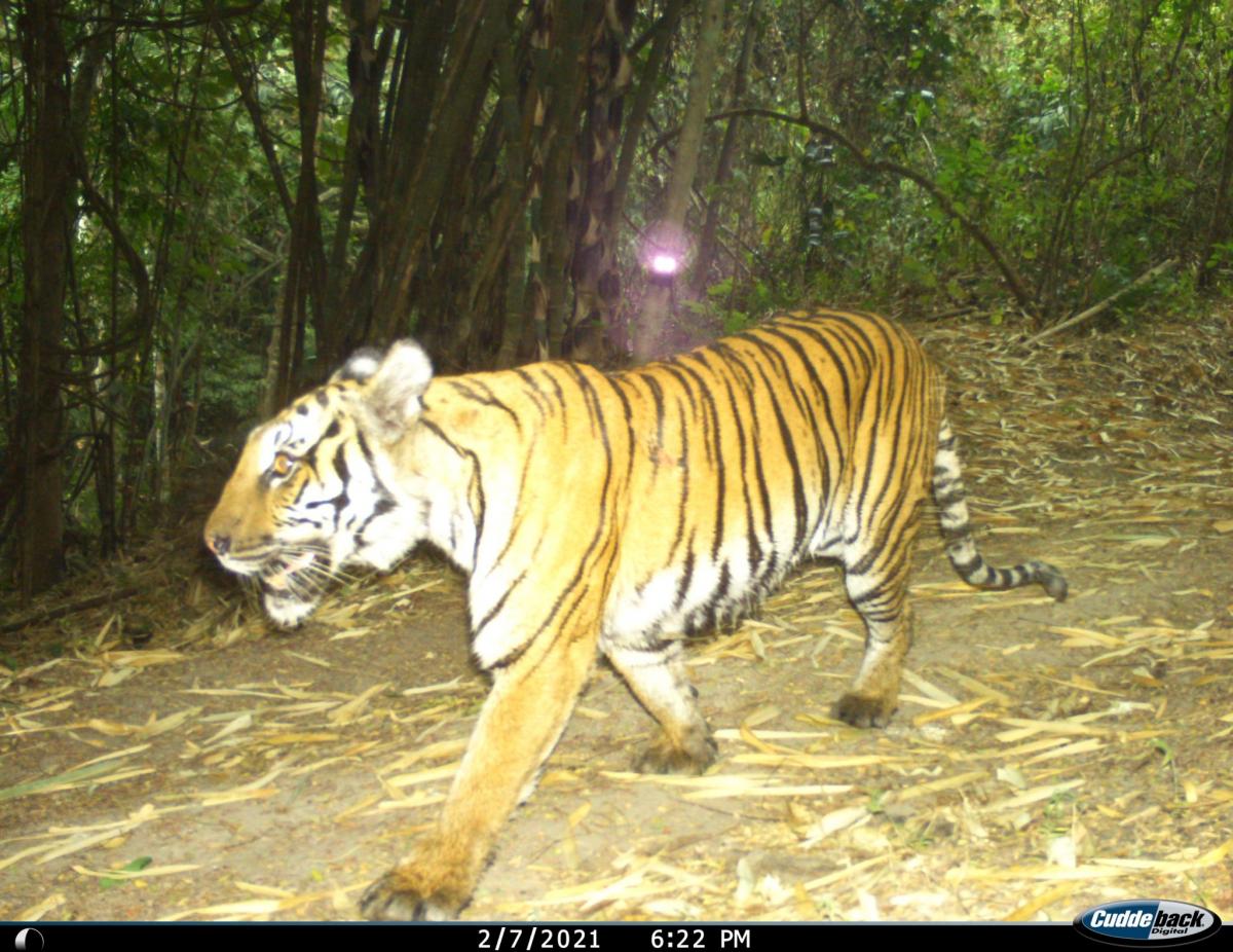 Kamerafallenbild Tiger