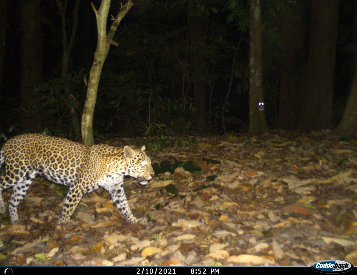 Kamerafallenbild Leopard
