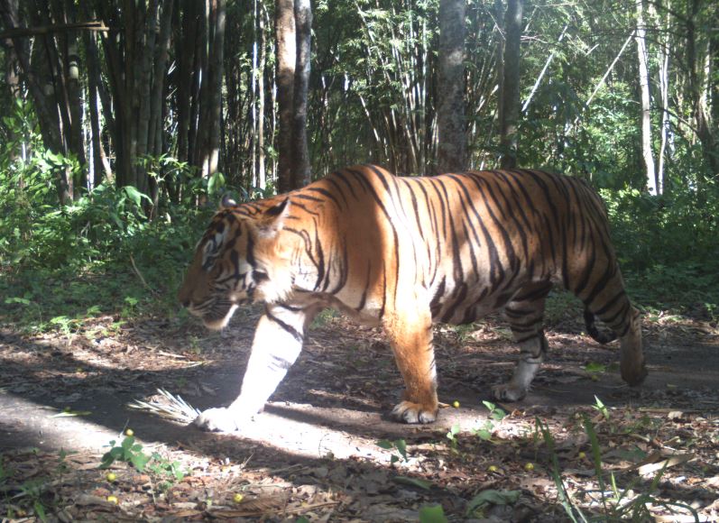 Tigers in the Mae Wong national park Image 1