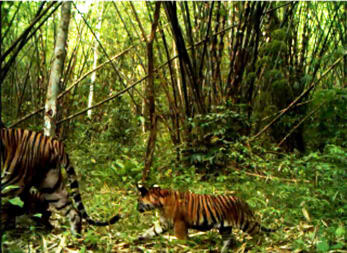 Tiger im Mae Wong Nationalpark