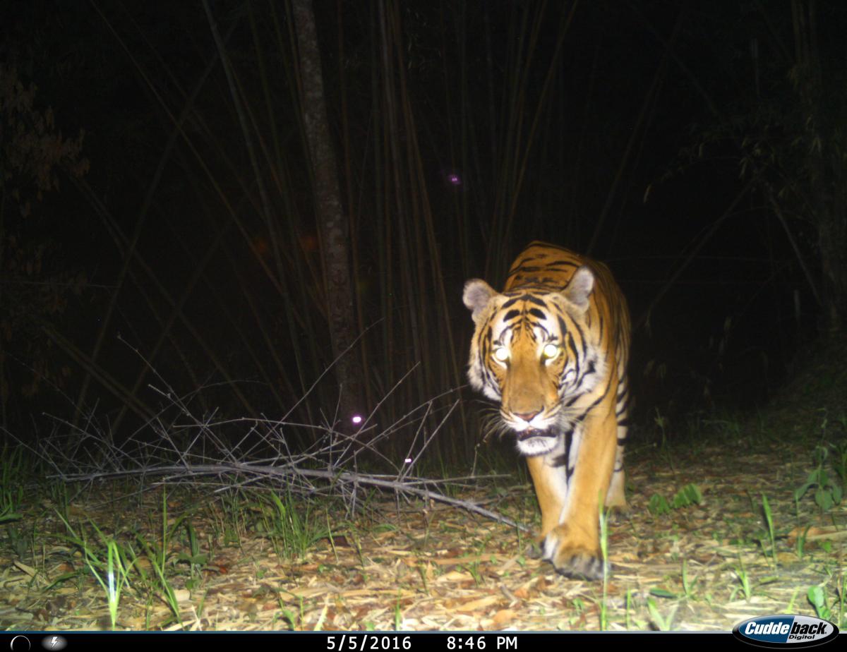Tiger im Mae Wong Nationalpark