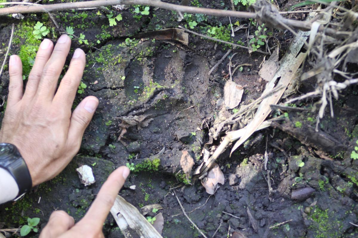 fresh tiger tracks