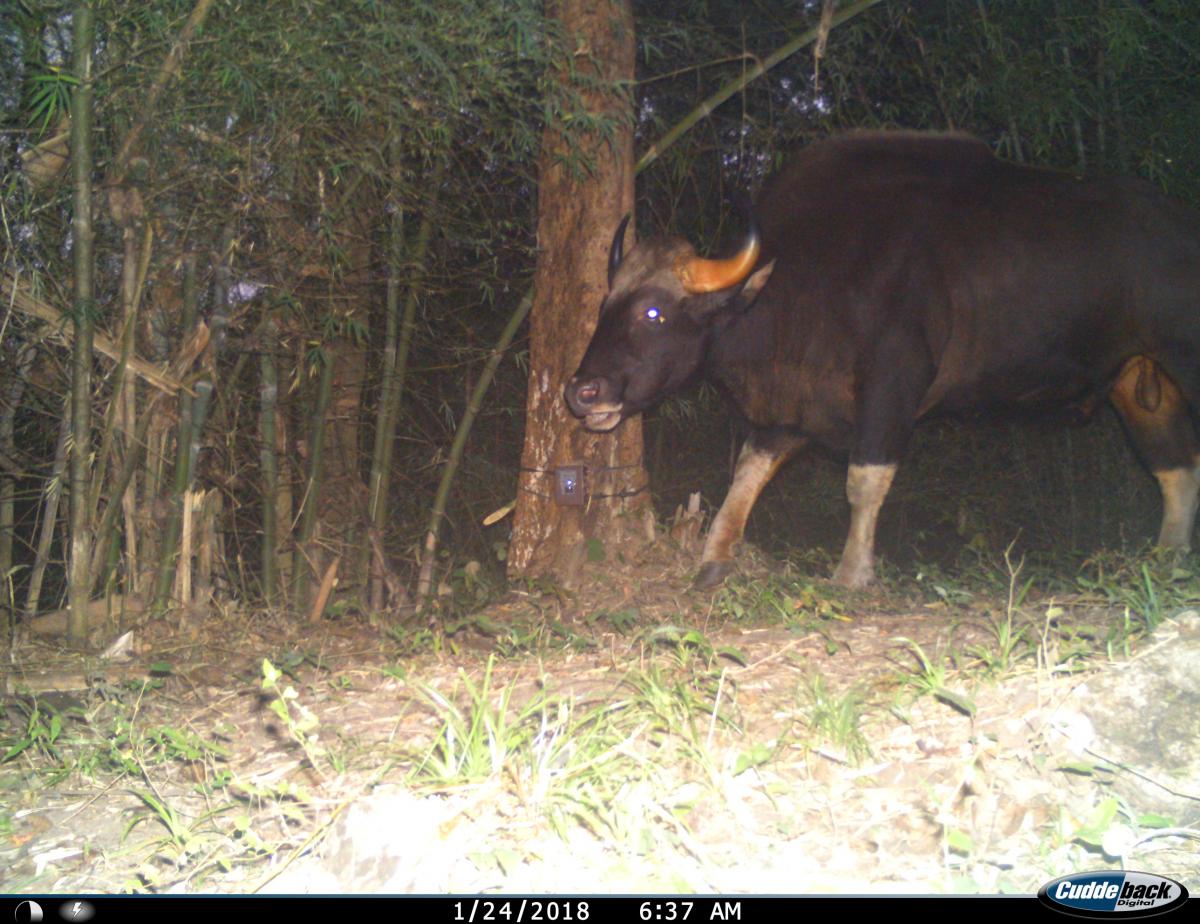 Camera-trap photo gaur