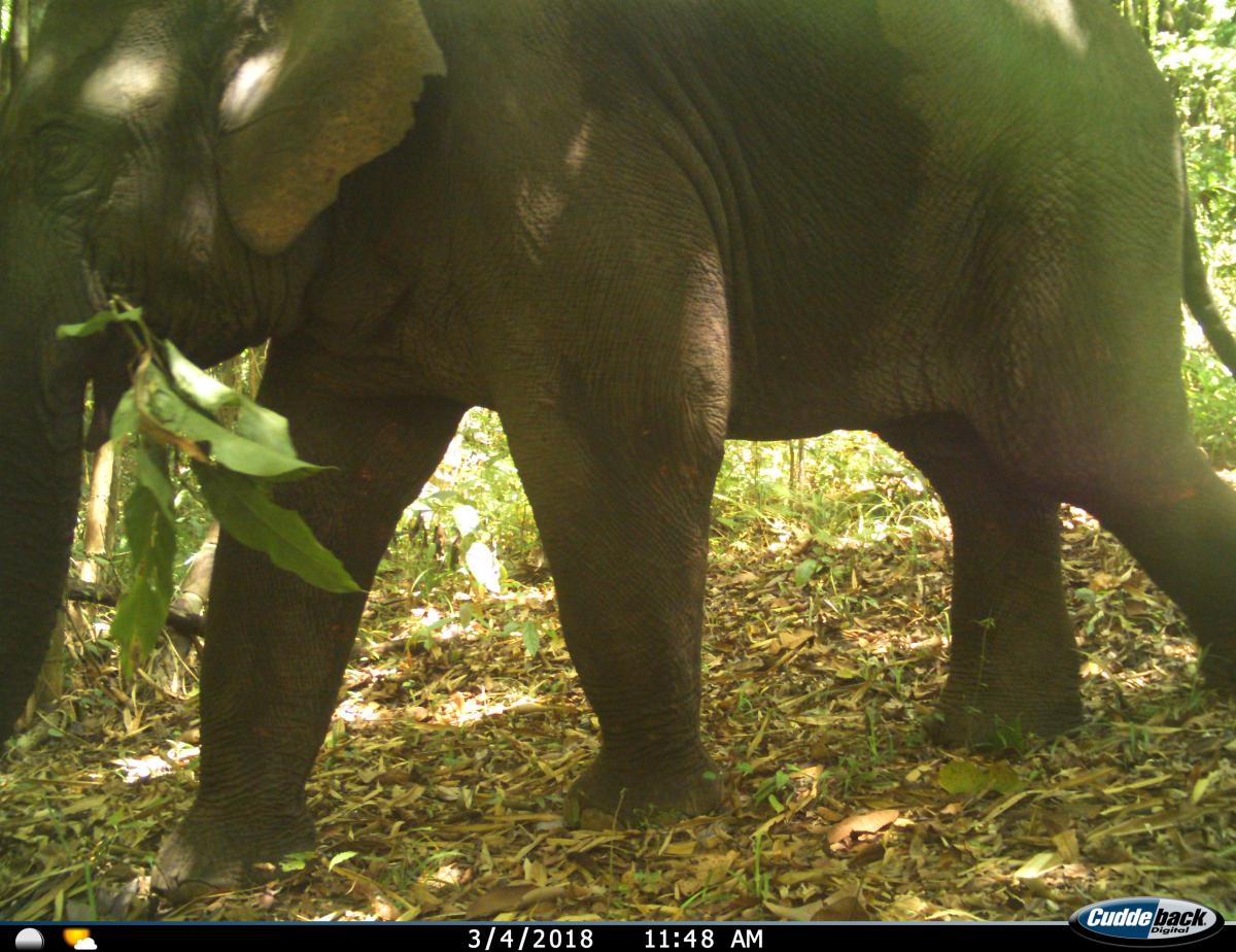 Camera-trap photo elephant