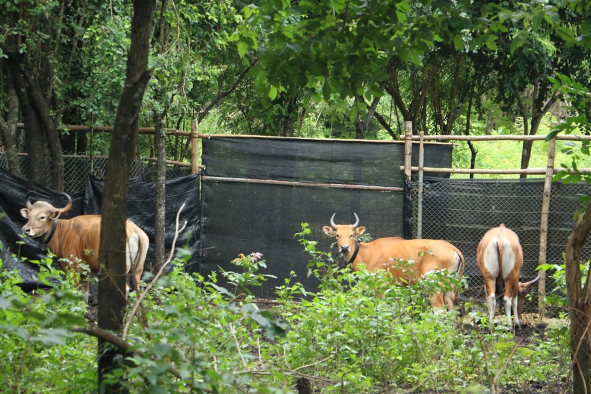 Release-into-the-wild of bantengs