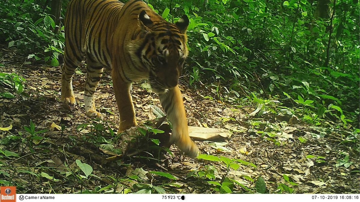 Kamerafallenbild Tiger