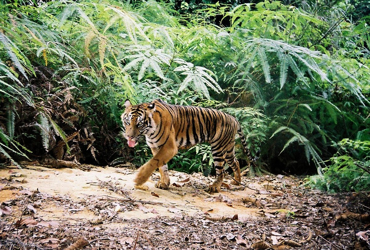 Tiger und Drahtschlinge